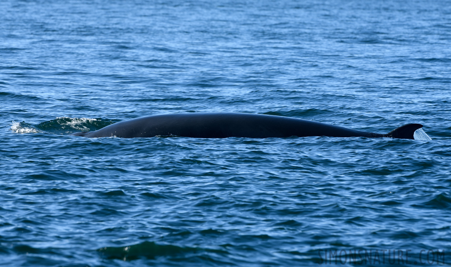 Balaenoptera acutorostrata [400 mm, 1/400 sec at f / 11, ISO 400]